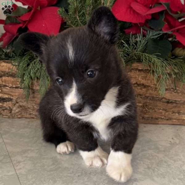 Holly, Pembroke Welsh Corgi Puppy